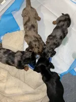 Margarita, a female Miniature Dachshund for sale in Fort Walton Beach, FL – Photo 2 of 4