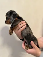 Margarita, a female Miniature Dachshund for sale in Fort Walton Beach, FL – Photo 3 of 4