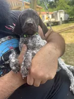 Tyson , a male German Shorthaired Pointer for sale in Pine Knot, KY – 1 of 3