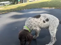 Tyson , a male German Shorthaired Pointer for sale in Pine Knot, KY – 2 of 3