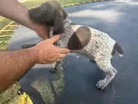 Hoss, a male German Shorthaired Pointer for sale in Pine Knot, KY – 2 of 2