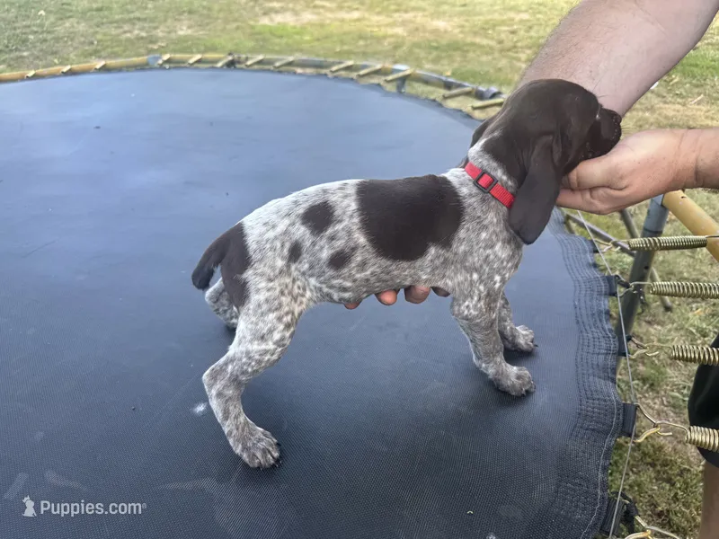 Rose – German Shorthaired Pointer puppy for sale in Pine Knot, KY