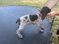 Rose, a female German Shorthaired Pointer for sale in Pine Knot, KY – 1 of 2