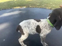 Tyson , a male German Shorthaired Pointer for sale in Pine Knot, KY – 3 of 3