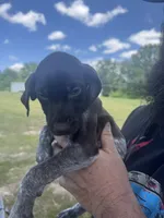 Rose, a female German Shorthaired Pointer for sale in Pine Knot, KY – 2 of 2