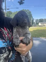 Hoss, a male German Shorthaired Pointer for sale in Pine Knot, KY – 1 of 2