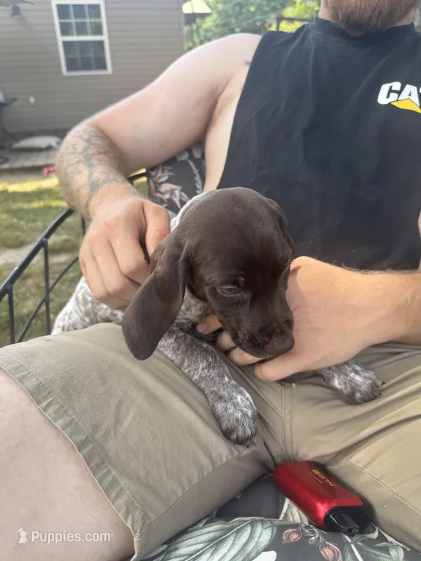 Starla – German Shorthaired Pointer puppy for sale in Pine Knot, KY