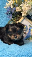 Blu, a female Yorkshire Terrier for sale in Twin Lakes, WI – 8 of 10
