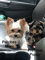 Gizmo, a male Yorkshire Terrier for sale in Twin Lakes, WI – 5 of 6
