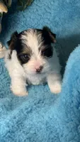 Gizmo, a male Yorkshire Terrier for sale in Twin Lakes, WI – 4 of 6