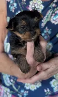 Blu, a female Yorkshire Terrier for sale in Twin Lakes, WI – 6 of 10