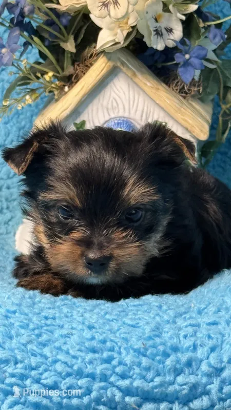 Blu – Yorkshire Terrier puppy for sale in Twin Lakes, WI