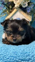 Blu, a female Yorkshire Terrier for sale in Twin Lakes, WI – 1 of 10