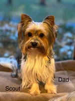 Blu, a female Yorkshire Terrier for sale in Twin Lakes, WI – 10 of 10