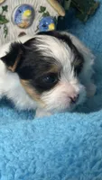Gizmo, a male Yorkshire Terrier for sale in Twin Lakes, WI – 2 of 6