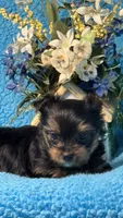 Blu, a female Yorkshire Terrier for sale in Twin Lakes, WI – 5 of 10