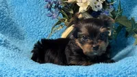 Blu, a female Yorkshire Terrier for sale in Twin Lakes, WI – 3 of 10