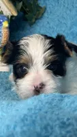 Gizmo, a male Yorkshire Terrier for sale in Twin Lakes, WI – 3 of 6