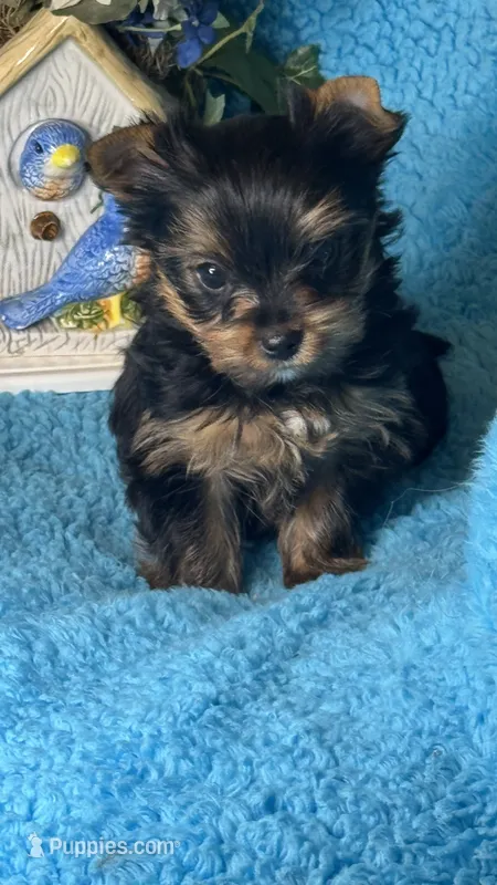 Blu – Yorkshire Terrier puppy for sale in Twin Lakes, WI