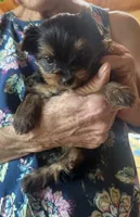 Blu, a female Yorkshire Terrier for sale in Twin Lakes, WI – 7 of 10