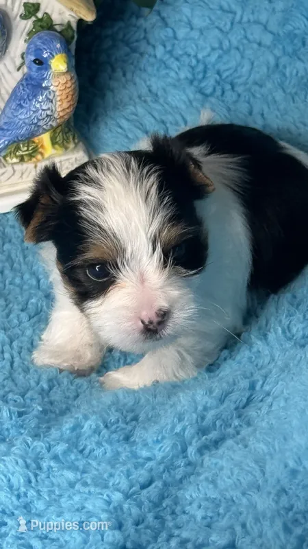 Gizmo – Yorkshire Terrier puppy for sale in Twin Lakes, WI