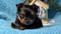 Blu, a female Yorkshire Terrier for sale in Twin Lakes, WI – 4 of 10