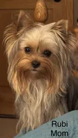 Blu, a female Yorkshire Terrier for sale in Twin Lakes, WI – 9 of 10