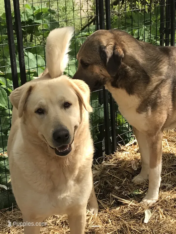 Diamond Acres Bonbon