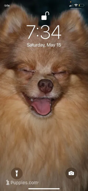 Fendi – Pomeranian puppy for sale in Miami, FL