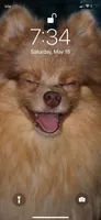 Fendi, a male Pomeranian for sale in Miami, FL – 1 of 3