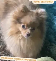 Fendi, a male Pomeranian for sale in Miami, FL – 2 of 3