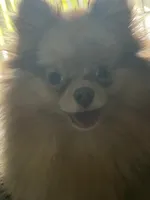 Fendi, a male Pomeranian for sale in Miami, FL – 3 of 3