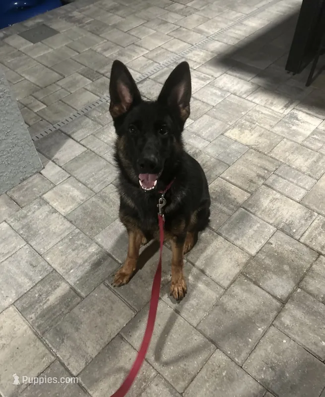 Zara – German Shepherd Dog puppy on hold in North Port, FL