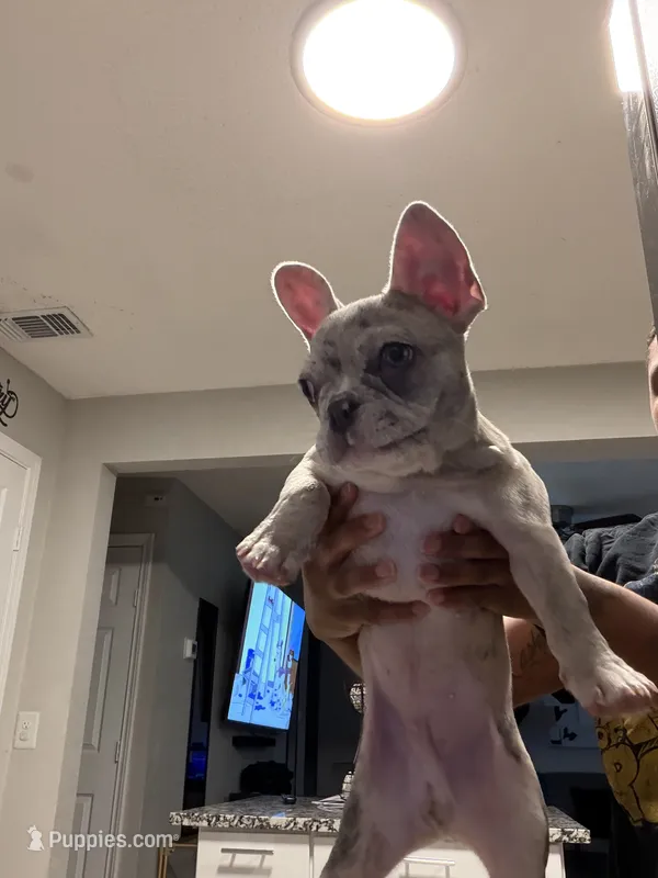 Kingston  – French Bulldog puppy for sale in Grand Prairie, TX