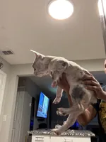 Kingston , a male French Bulldog for sale in Grand Prairie, TX – 5 of 8