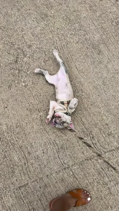 Kingston , a male French Bulldog for sale in Grand Prairie, TX – 8 of 8