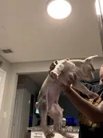 Kingston , a male French Bulldog for sale in Grand Prairie, TX – 2 of 8