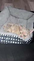 Kingston , a male French Bulldog for sale in Grand Prairie, TX – 4 of 8