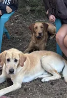 Charlotte , a female Labrador Retriever for sale in Monroe, MI – Photo 2 of 2