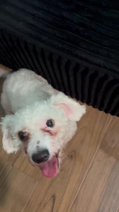 Blaze, a male Bichon Frise for sale in Arverne, NY – 5 of 10