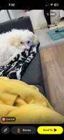 Blaze, a male Bichon Frise for sale in Arverne, NY – 2 of 10