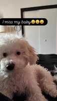Blaze, a male Bichon Frise for sale in Arverne, NY – 8 of 10
