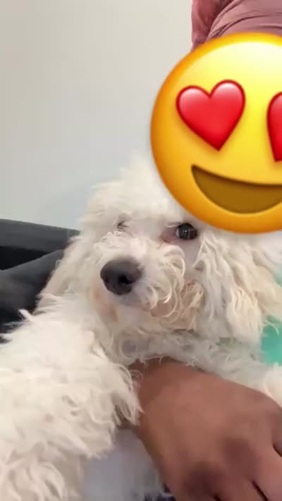 Blaze, a male Bichon Frise for sale in Arverne, NY – 10 of 10