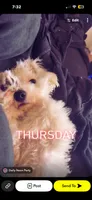 Blaze, a male Bichon Frise for sale in Arverne, NY – 9 of 10