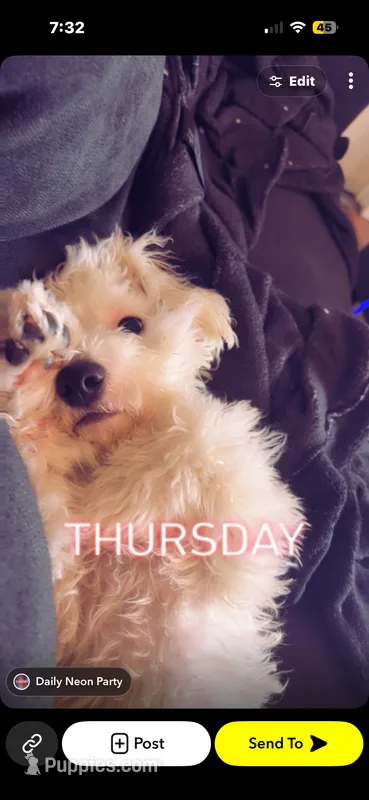 Blaze – Bichon Frise puppy for sale in Arverne, NY