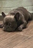 Deezo, a male French Bulldog for sale in Hurst, TX – 2 of 2