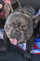 Deezo, a male French Bulldog for sale in Hurst, TX – 1 of 2