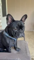 Stormi, a male French Bulldog for sale in Hurst, TX – 1 of 1