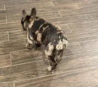 Fifi, a female French Bulldog for sale in Hurst, TX – 3 of 4
