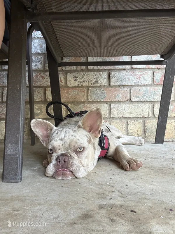 Peaches – French Bulldog puppy for sale in Hurst, TX
